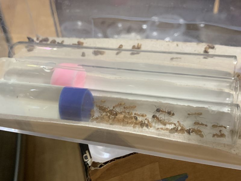 5 Camponotus festinatus