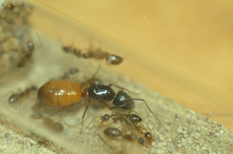 Camponotus sp. cf semitestaceus 2