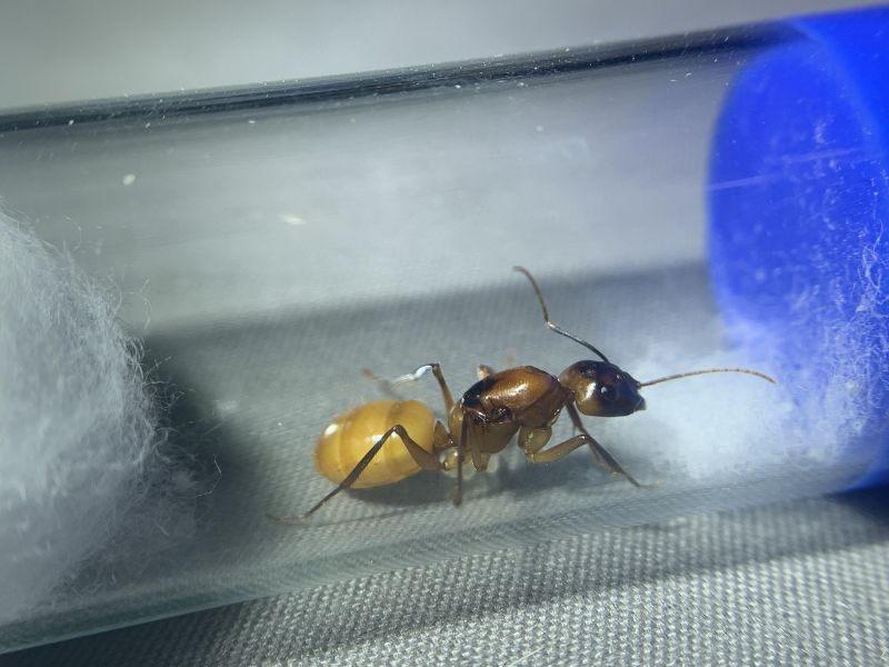 1-4 Camponotus ocreatus