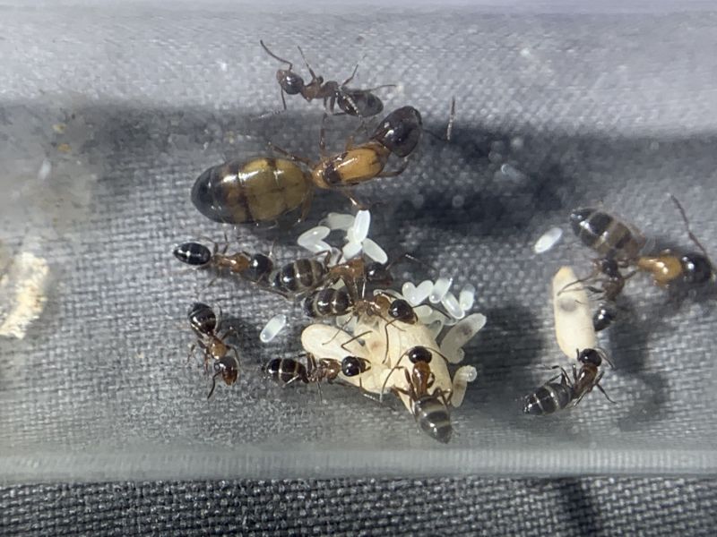 5 camponotus essigi