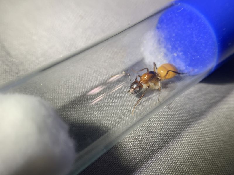 1-4 Camponotus ocreatus 2