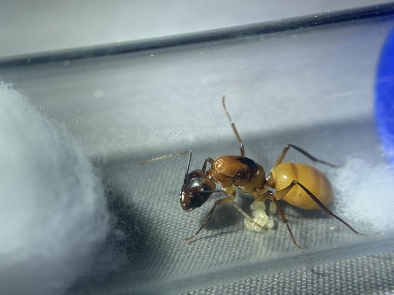 1-4 Camponotus ocreatus