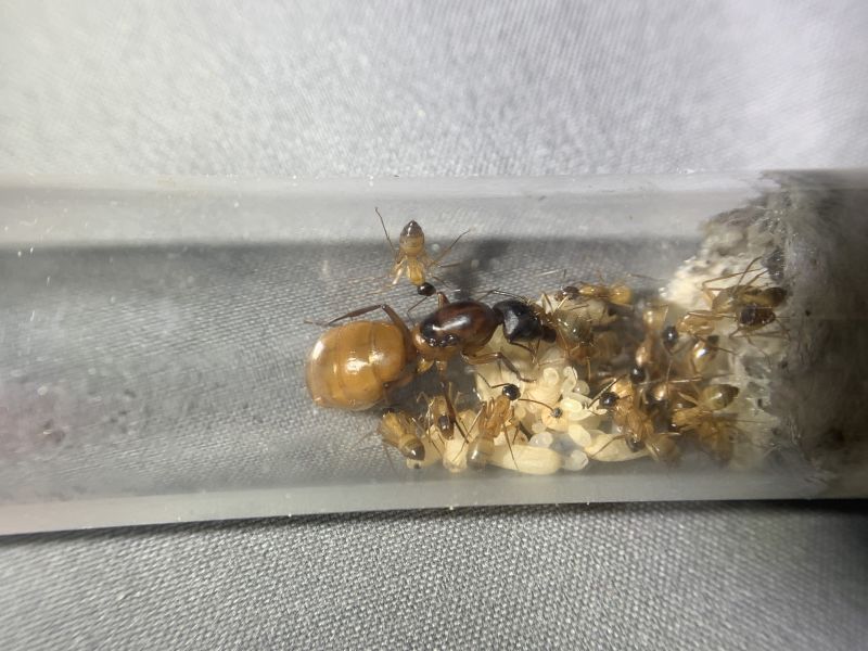 1-4 Camponotus sp. 2