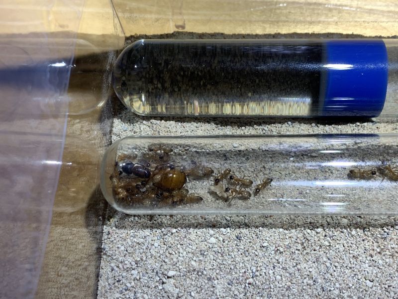 5 Camponotus sp.