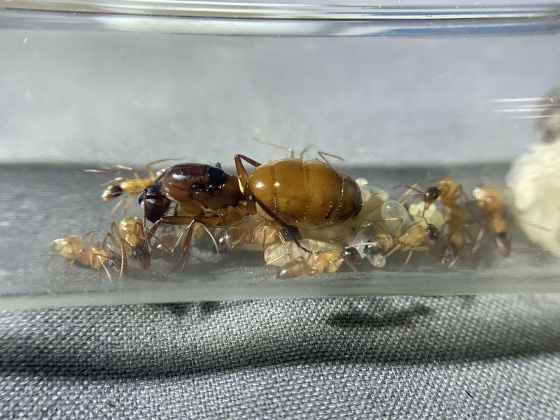 1-4 Camponotus sp. 1