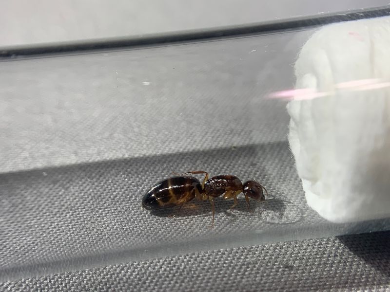 Camponotus yogi 2