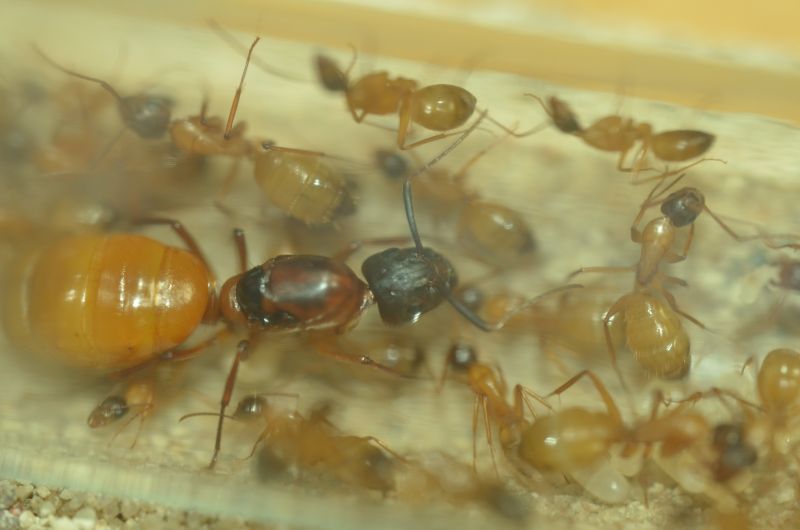 Camponotus sp. cf semitestaceus 1