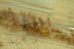 Camponotus ocreatus Camponotus ocreatus