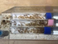 Camponotus festinatus Camponotus festinatus