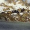 1-4 Camponotus festinatus 2
