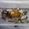 1-4 Camponotus sp. 2