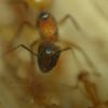 Camponotus ocreatus