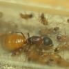 Camponotus sp. cf semitestaceus 1