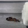 Camponotus yogi 4