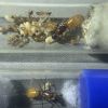 1-4 Camponotus ocreatus And Camponotus sp.