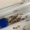 1-4 Camponotus festinatus 1