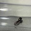 4 Camponotus yogi 1