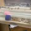 5 Camponotus festinatus