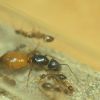 Camponotus sp. cf semitestaceus 2