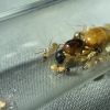 1-4 Camponotus sp. 3