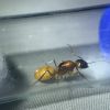 1-4 Camponotus ocreatus