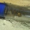 Camponotus ocreatus