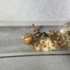 1-4 Camponotus sp. 2
