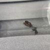 Camponotus yogi 3