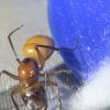 1-4 Camponotus ocreatus