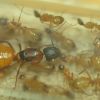 Camponotus sp. cf semitestaceus 1