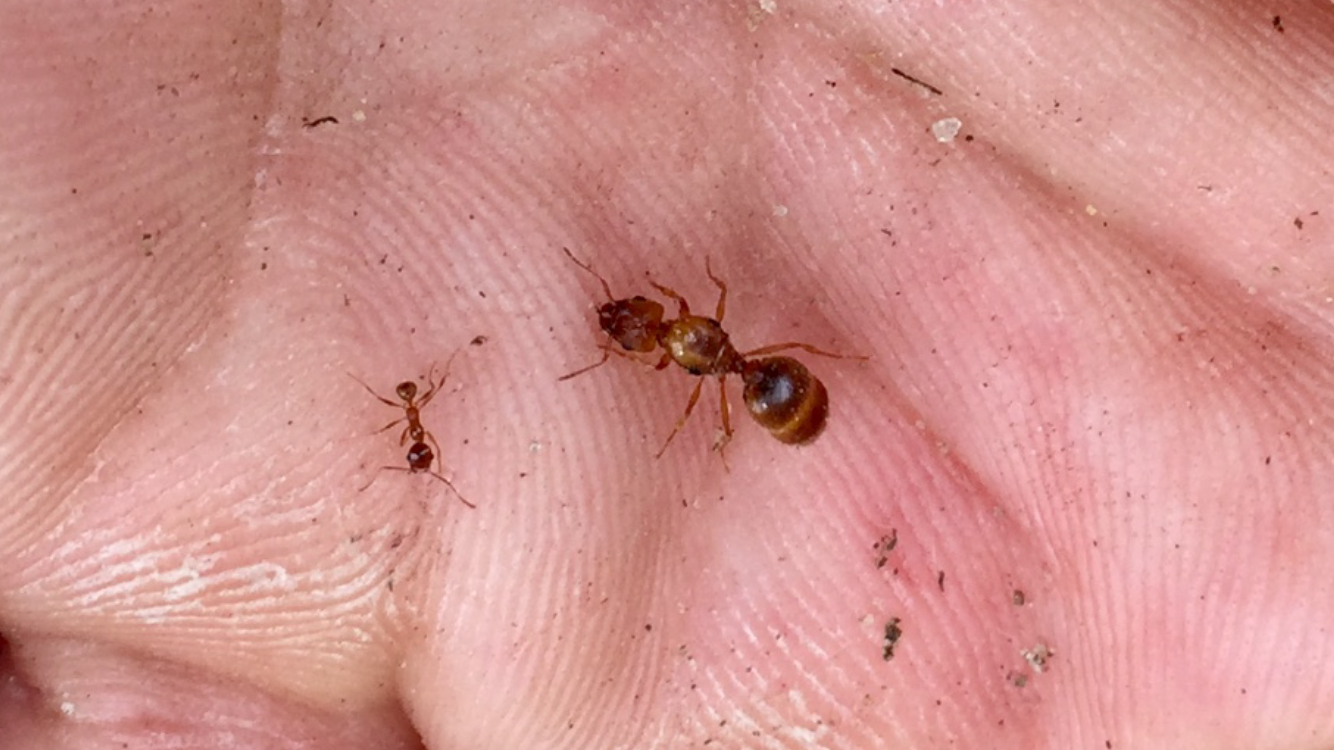 Pheidole sp