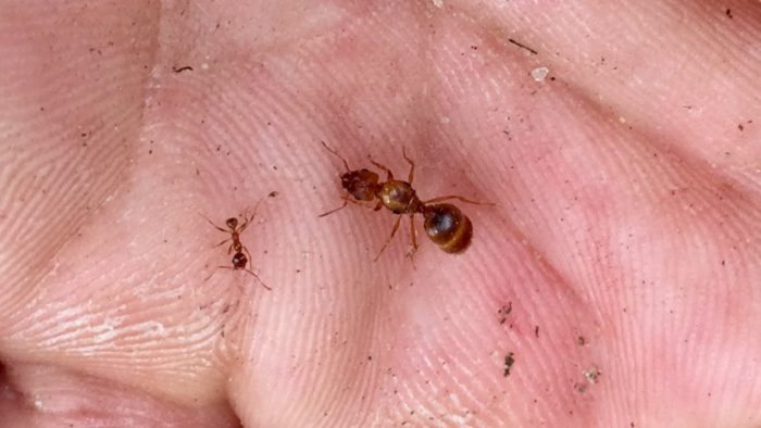 Pheidole sp