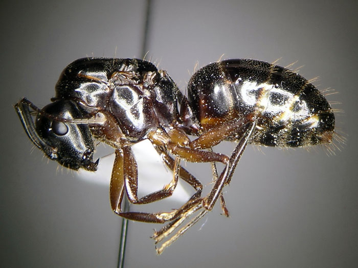 female 01 female 01