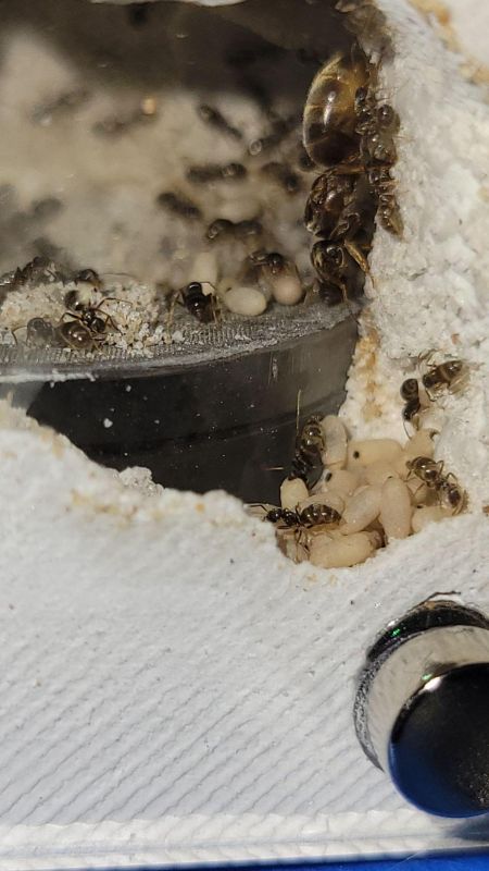 Queen and some pupae 6/4/2021