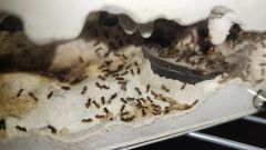 colony 3/21/2022 colony 3/21/2022