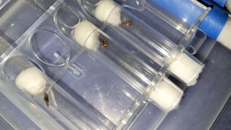Prenolepis imparis Queens in test tubes 4/30
