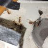 pupae 6/3/2021