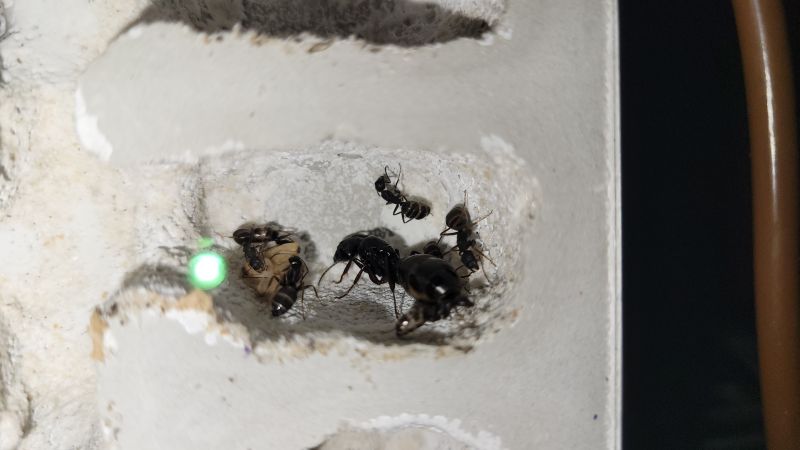 Queen with pupae 8/11/21