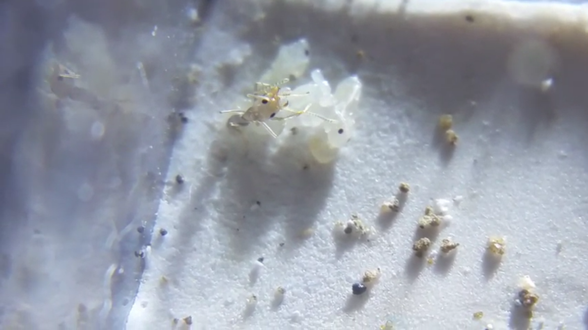 Screenshot 2021 05 17 Rare Closeup Footage Of Newborn Pyramid Ant Worker