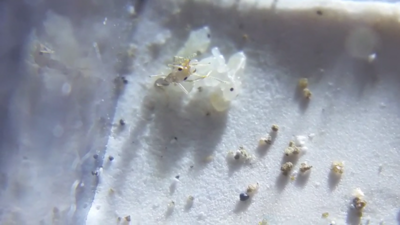 Screenshot 2021 05 17 Rare Closeup Footage Of Newborn Pyramid Ant Worker