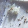 Screenshot 2021 05 17 Rare Closeup Footage Of Newborn Pyramid Ant Worker