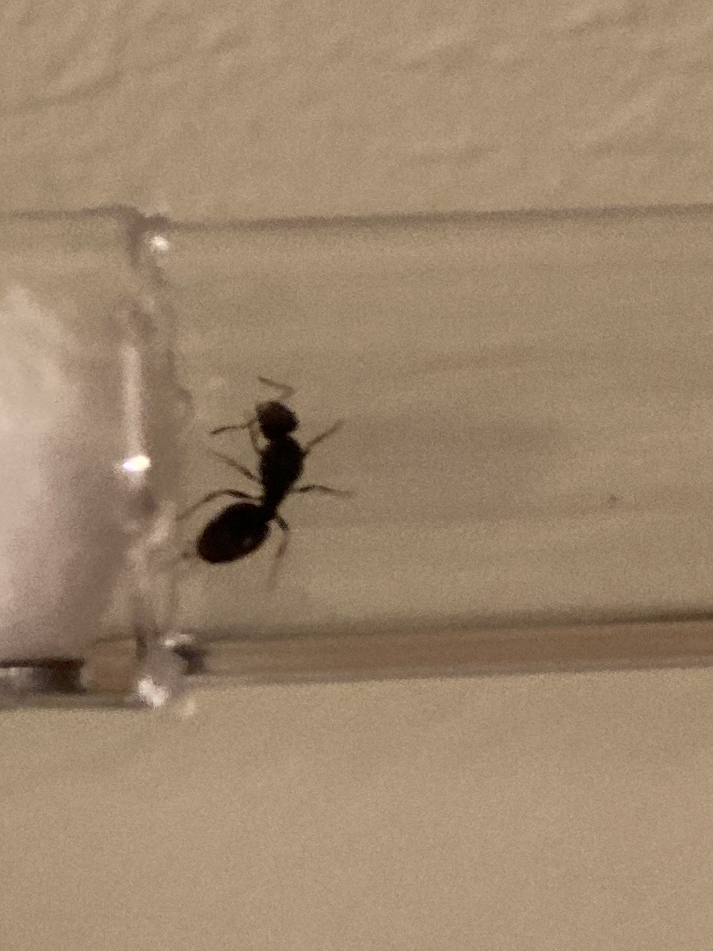 Tetramorium Queen