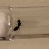 Tetramorium Queen