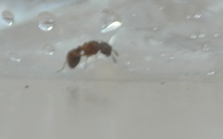 Myrmica2