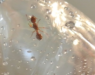 Myrmica