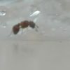 Myrmica2