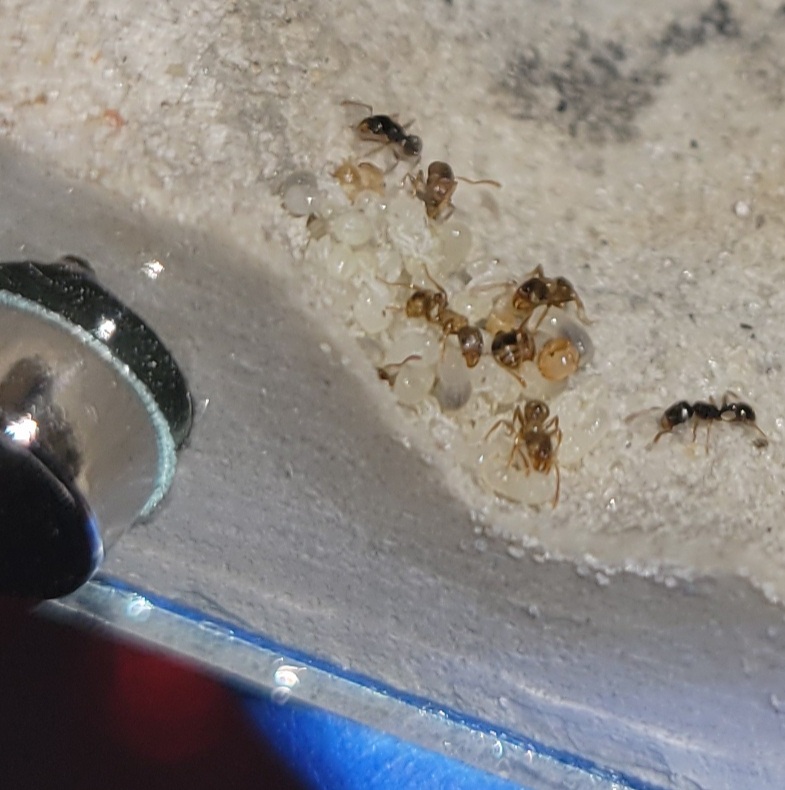 Pupae pile 9/6/2021