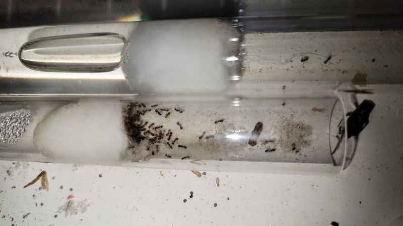 test tube colony  2/10/2024