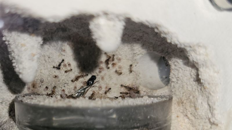 Queen and wall larvae 9/6/2021