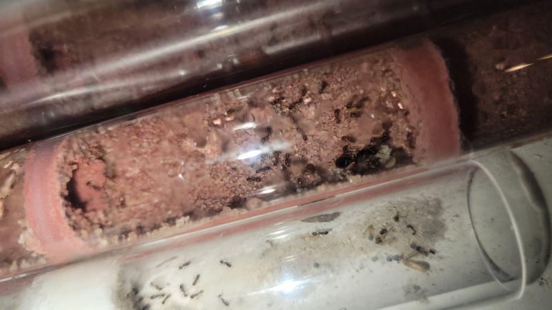queen with brood 2/22/2024